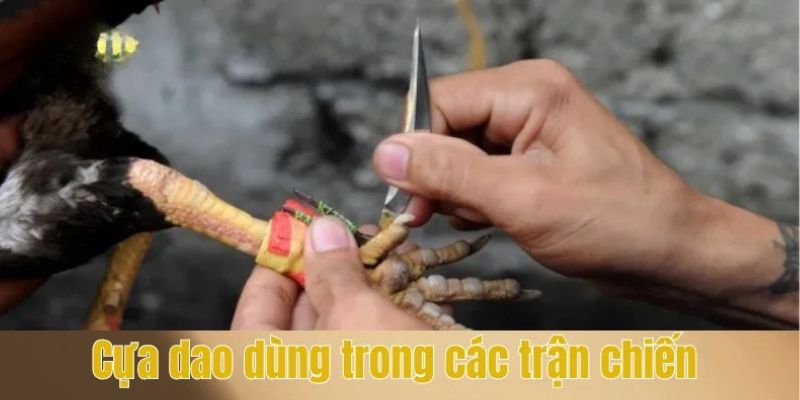 Đá Gà Cựa Dao - Tìm Hiểu Về Luật Chơi Cùng Cơ Chế Cá Cược Hiệu Quả 3 Cựa dao dùng trong các trận chiến