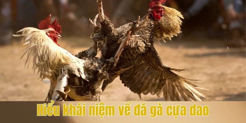 Đá Gà Cựa Dao - Tìm Hiểu Về Luật Chơi Cùng Cơ Chế Cá Cược Hiệu Quả 2 Hiểu khái niệm chính xác về đá gà cựa dao
