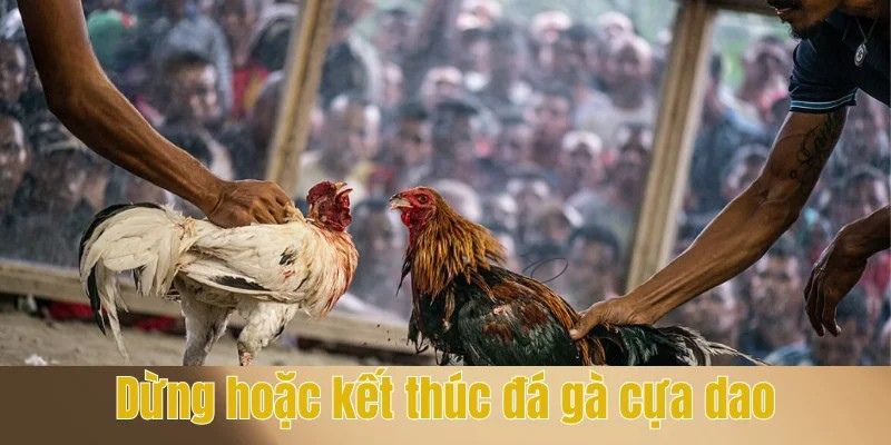 Đá Gà Cựa Dao - Tìm Hiểu Về Luật Chơi Cùng Cơ Chế Cá Cược Hiệu Quả 4 Quy định dừng hoặc kết thúc đá gà cựa dao